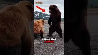 Grizzly Bear vs Kodiak bear Who's Deadlier🤔