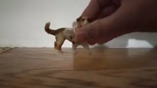 The Black Cat Reviews Schleich Farm World Australian Shepherd.