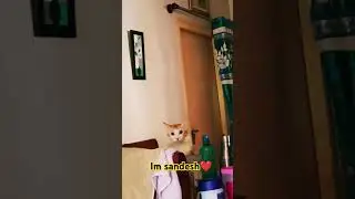 Good afternoon guys ☺️#sandsh #catlover #greeting #higuys #reelsyoutubeshorts