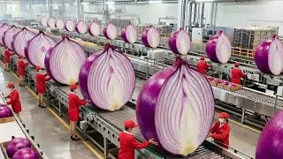 Inside America&rsquo;s Giant Onion Powder Factory &mdash; From Raw Onions to Premium Powder (Full Process)