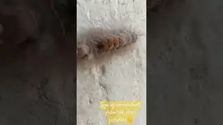 Rare worm with hairy