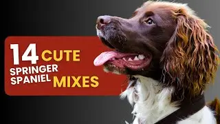 14 Springer Spaniel Mixes You&rsquo;ll Fall in Love With!