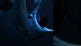 Deep sea predators