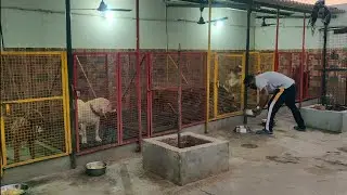 What homemade food is good for dogs? What can I feed my dog instead of dog food? PART -2