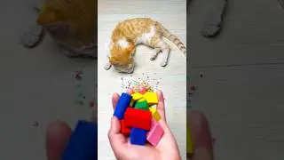 Cat Barsik, Reverse video #catze #baby #funny