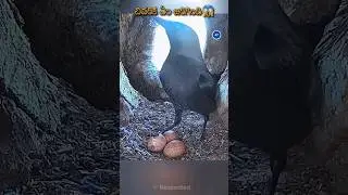 Falcon bird eggs #shorts