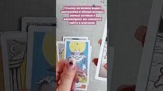 Колода милых котиков с алиэкспресс stray cat tarot размер 7*12см #тарокошек #тароалиэкспресс