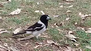 Quick-Look Series: Australian Butcher Bird