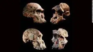 Missing Link of Evolution - Unearthing Hominid Fossils (Part 1)