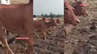 70224 65362 ఎడ్లు అమ్మబడును మహారాష్ట్ర బో bulls for sale maharastra बैल महाराष्ट्र विक्री आहे
