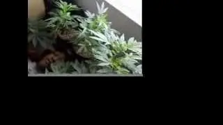 GET BLOWN VIDEO NATEDONN Ft BEN-G Stoned Bombin Records 2012