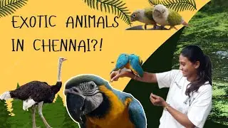 Chennai la ippadi oru place iruka?! 😍🦜 Full Surprise | Birds, Reptiles & More 😲
