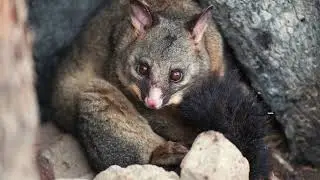 Wildlife Rescue 101 | Ep.9 | Habitat Gardens.