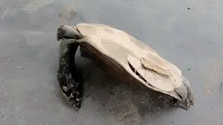 tortoise funny moments #viral #tortoise #tortoiseslife ##tortoisevideo #video #viralvideo #tharufish