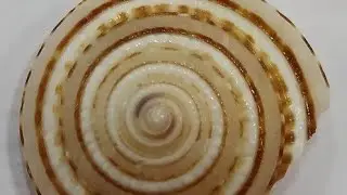Sudarshan Shankh. Architechtonica Perspectiva. Golavavarti Type Shankh. Info On This Shankh 🙂