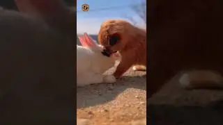 Cutest Puppy Friendship with Lovely Rabbit | #funnybunny #bunny #cute #shorts