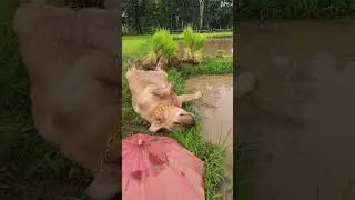 นอนคุมงานเพลินจนตกน้ำอีกแล้วเจ้าของนาร้อยไร่😄🤣🤣#สัตว์โลกน่ารัก #funny #cute 