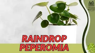Raindrop Peperomia (Peperomia polybotrya) &ndash; Shiny, Heart-Shaped Leaves That Steal the Show 💧🌿