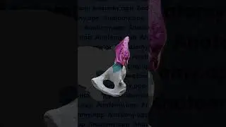 Hip bone: parts