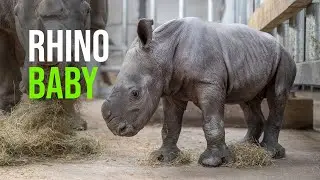 Watch The Moment A Rare Baby Rhino Is Born On CCTV&hellip;