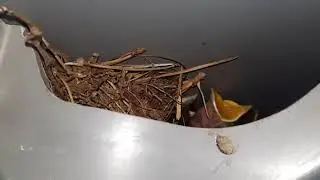 I always find birds nests around my property. Heres one lets take a little peep at the babies.🐦 