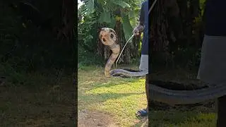 Cobra spitting venom at the camera! 🐍📸 #NatureIsMetal #WildLifePhotography
