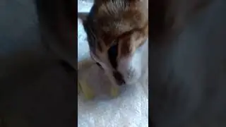 Funny Cat, Cat Eating Melon., Kucing Lucu Makan Melon