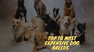 Top 10 Most Expensive Dog Breeds in 2021 in Petz Live Channel