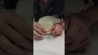 IM injection on Rabbit