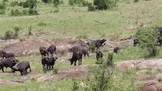 African Wildlife Buffalo moms protecting calf from lions