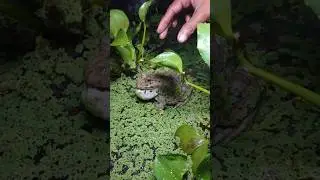 prank frog #animals #frog #frogfun