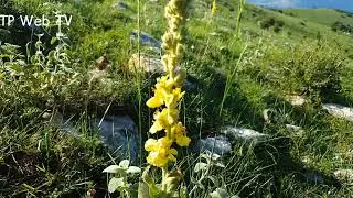 &Gamma;&iota;&alpha; &tau;&sigma;ά&iota; &sigma;&tau;&omicron;&nu; Ό&lambda;&upsilon;&mu;&pi;&omicron; &kappa;&alpha;&iota; &tau;&omicron; &mu;&omicron;&nu;&alpha;&sigma;&tau;ή&rho;&iota; &tau;&omicron;&upsilon; &Sigma;&pi;&alpha;&rho;&mu;&omicron;&upsilon;