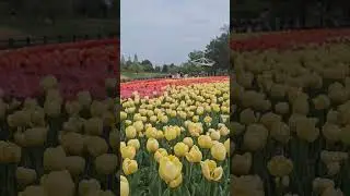 South Korea #Spring #tulips