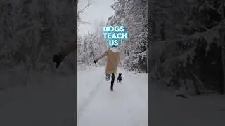 Enjoy the journey #shorts #motivation #dog #inspiration