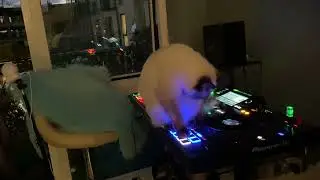 Benya Cat play slip trick on dj decks #djcat