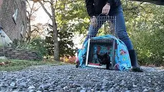 Release black cat at Terrace Hill