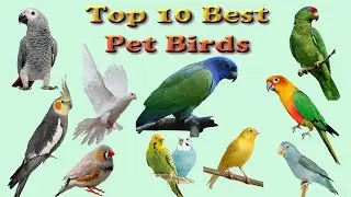 The Top 10 Best Pet Birds | Bird original voice and name in English | Baby funny center