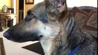 Odin the German Shepherd does not like Hank Williams