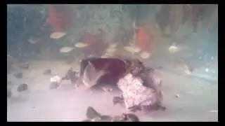 School of Shiner Perch (Cymatogaster aggregata) @ Coldwater Marine Aquatics