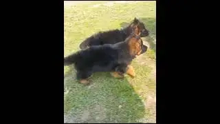 German Shepherd proper long coat puppy heavy bones structure ready for nWhatsApp contact03199430154