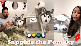 *1 HOUR* Funny Dog Shorts 2025 | Enjoy Sapphie the Pomsky Shorts Compilation 2025