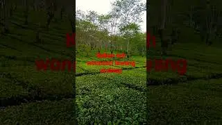 wisata kebun teh wonosari lawang malang