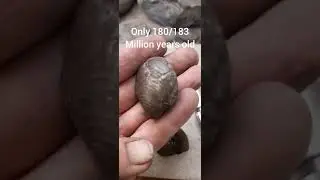 a hawsker muscle #fossil #fossilfinds #fossilhunter #fossilprep #whitby