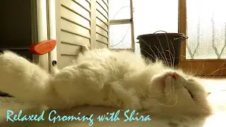 Relaxed grooming with Shira