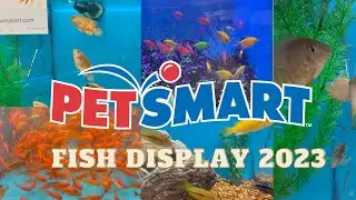 2023 Fish Display in Petsmart #fish #display #fishdisplay #petsmart #fishkeeper #fishlover