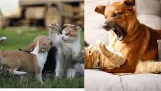 Cat And Dog Fight | Really Funny Fight  | The Pets Universe | #10