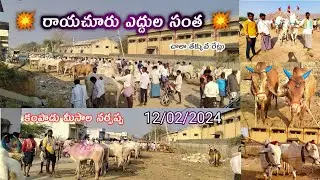 Monday Raichur Cattle Market 2024 // ధరలు చూదాం రండి // కిల్లారా దూడలు వచ్చాయి