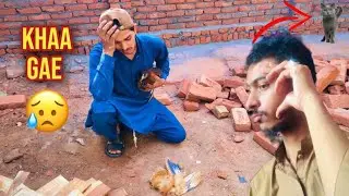 Billi murgi kha gai 😥
