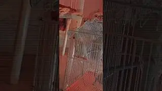 Parrot talking| green / mitho