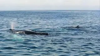Humpback whales surface resting near whale watching boat - Baltimore Sea Safari